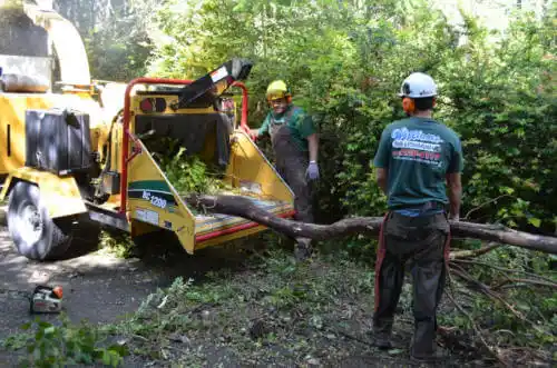 tree services Galveston